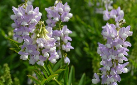 Kecskeruta (Galega officinalis)