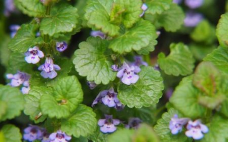 Kerekrepkény (Glechoma hederacea)
