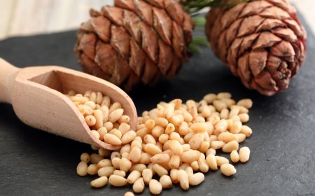 A fenyőmag: Az erdők kincse az asztalunkon