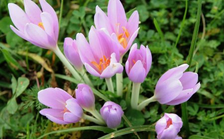 Kikerics (Colchicum autumnale)