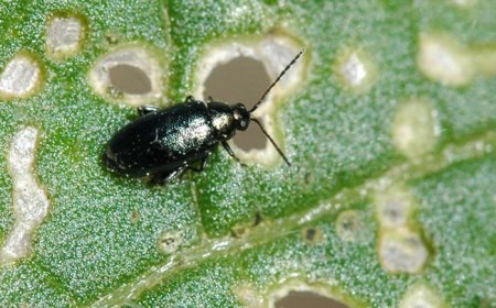 Hatékony védekezés a földi bolha ellen