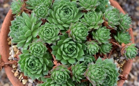 Kövirózsa (Sempervivum tectorum)