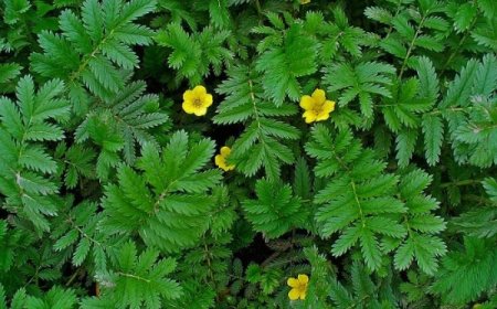 Libapimpó (Potentilla anserina)