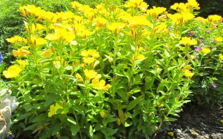 Ligetszépe (Oenothera biennis)