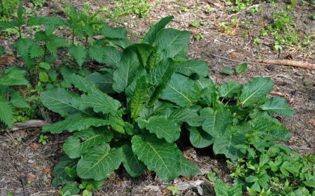 Lósóska (Rumex obtusifolius)