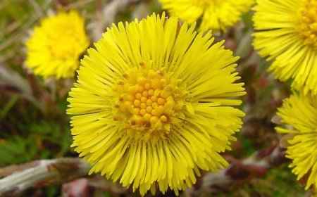 Martilapu (Tussilago farfara)