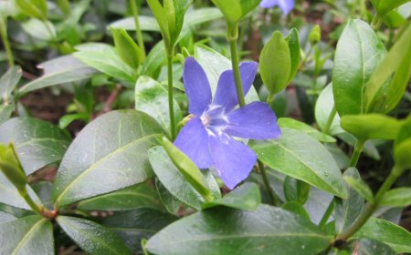 Meténg (Vinca)