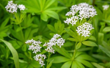 Müge (Galium odoratum)