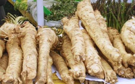 Torma: A gyógynövény, ami túlmutat a konyhán