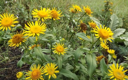 Orménygyökér (Inula helenium)