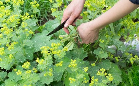 Palástfű (Alchemilla)