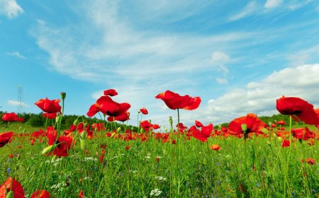 Pipacs (Papaver rhoeas)