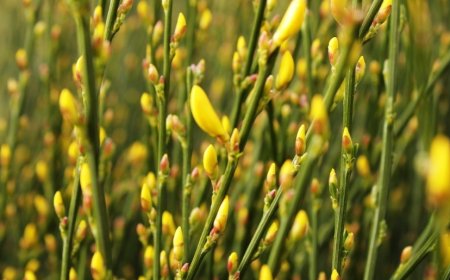 Seprőzanót (Cytisus scoparius)