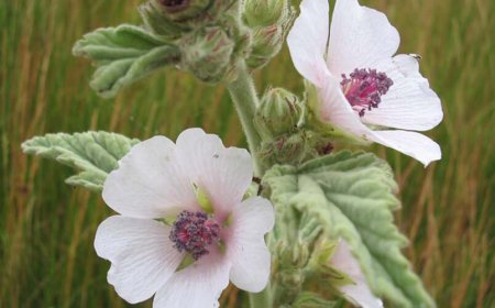 Ziliz (Althaea officinalis)
