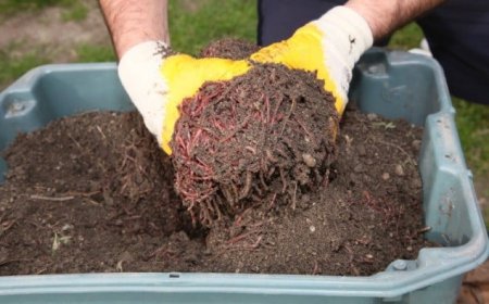 Komposztálás: mi az, hogyan készül és hogyan használjuk?