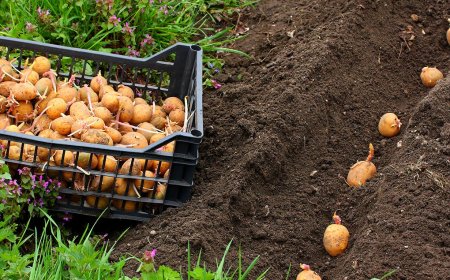Minden, amit a burgonya termesztésről tudni kell