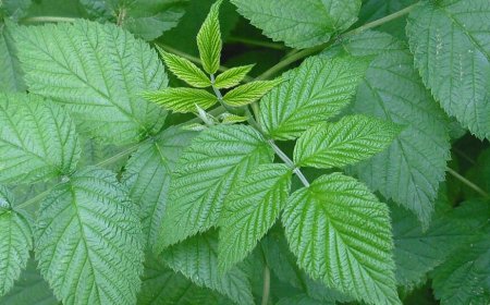 A Málna levelének jótékony hatásai