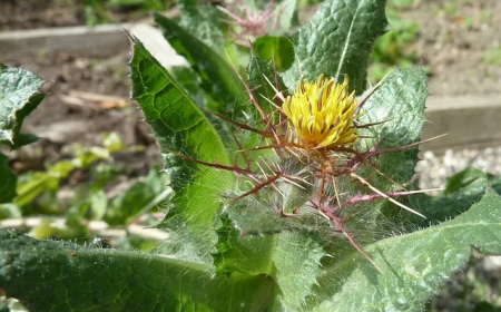 Benedekfű (Cnicus benedictus)