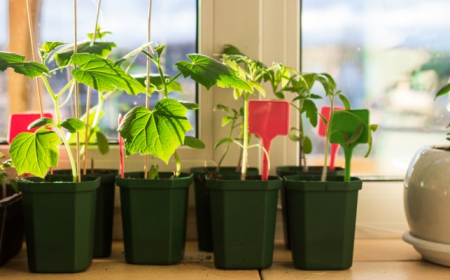 Növénytermesztés a lakásban: Lehetőségek kert nélkül