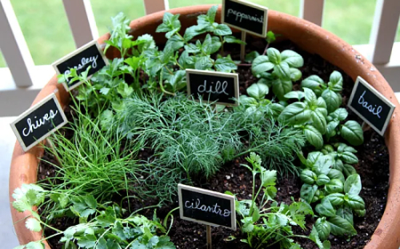 A legnépszerűbb fűszernövények, amiket érdemes a kertben termeszteni