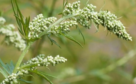 Fehér üröm tinktúra készítés