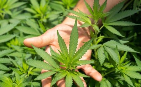 Kender (Cannabis sativa)