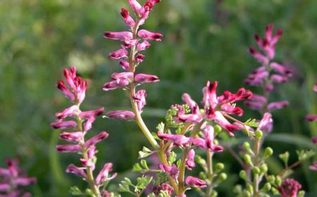 Orvosi füstike (Fumaria officinalis)