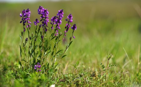 Pacsirtafű (Stellaria media)