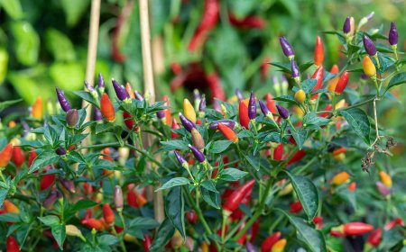 Chili Paprikák: Fajták, csípősség, termesztés és gondozás