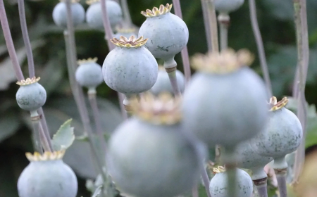 Mák (Papaver somniferum)