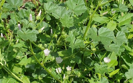 Papsajt (Malva sylvestris)
