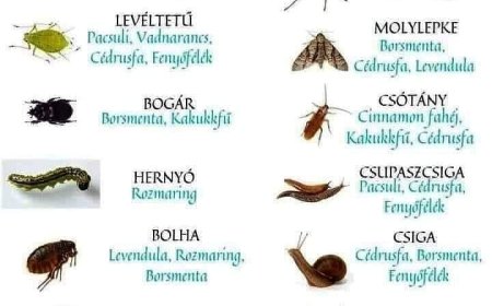 Illóolajok rovarok ellen