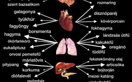 Gyógynövények szerveinknek