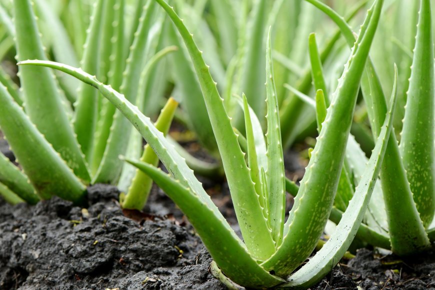 Aloe Vera: Az Egészség és Szépség Titka