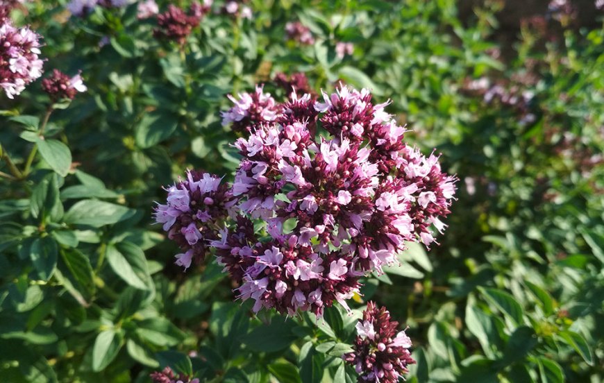 Szurokfű (Origanum vulgare)