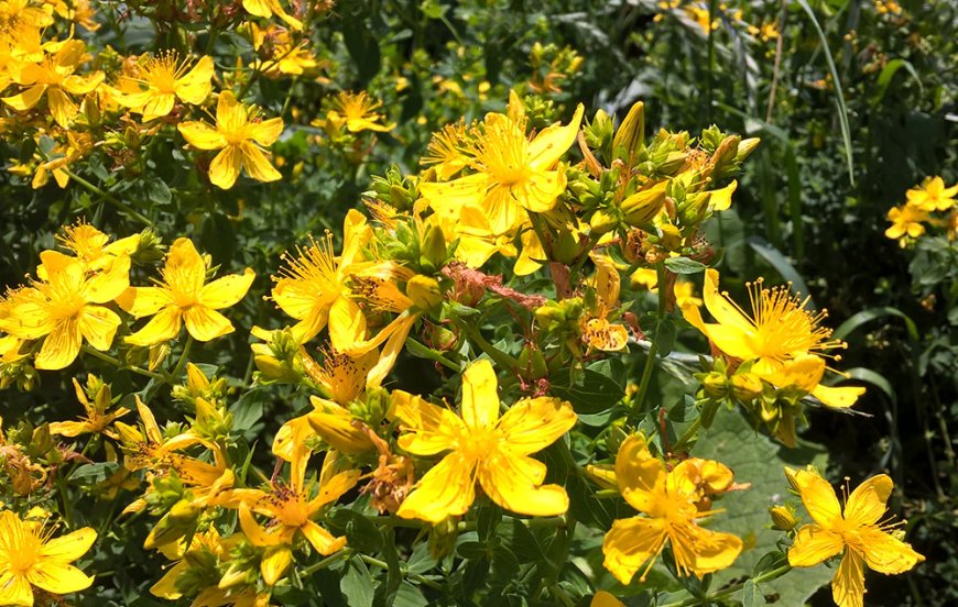 Orbáncfű (Hypericum perforatum)