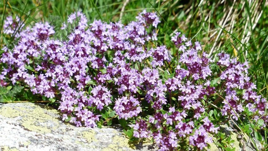 Kakukkfű (Thymus vulgaris): A Természet Csodája