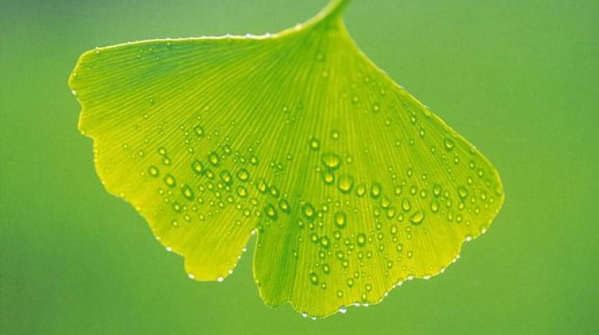 Ginkgo biloba: Az ősi gyógynövény csodája