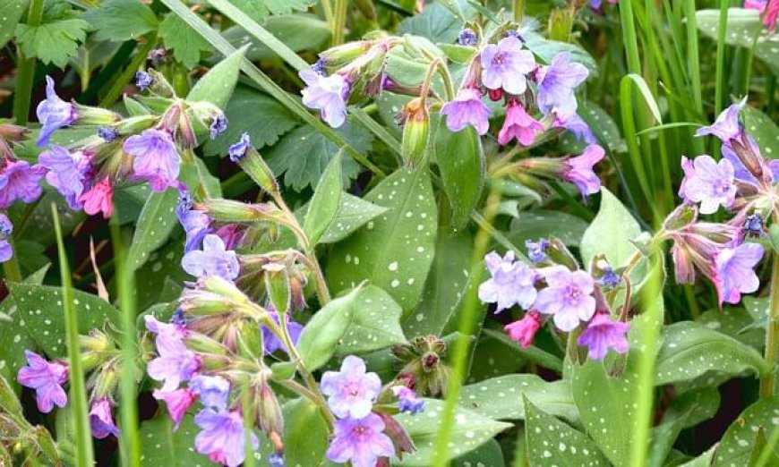 Tüdőfű (Pulmonaria officinalis) – A Tüdő egészségének természetes támogatója