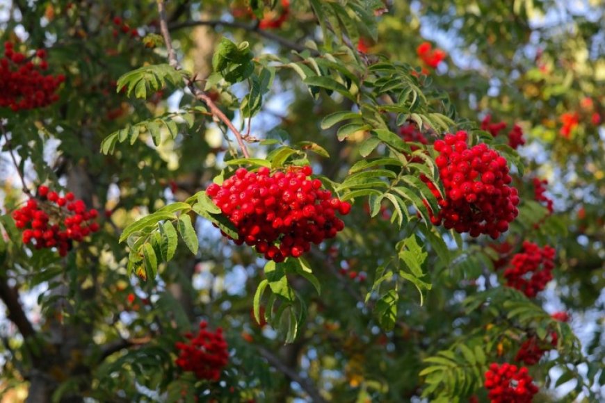 Madárberkenye (Sorbus aucuparia) – A Természet Patikája