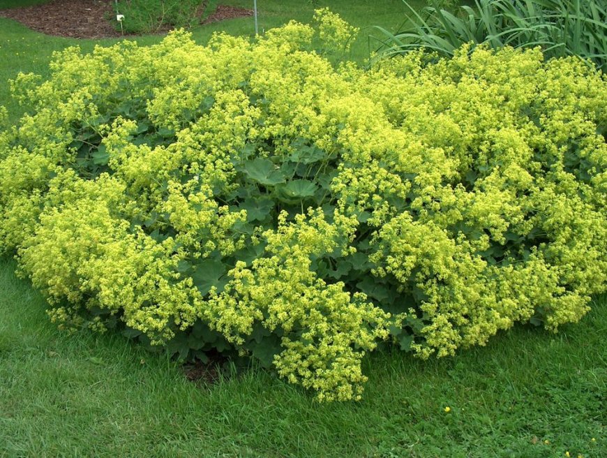 Réti palástfű (Alchemilla vulgaris)