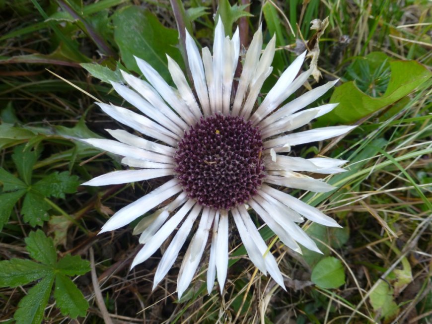 Bábakalács (Carlina acaulis) - Egy ősi gyógynövény