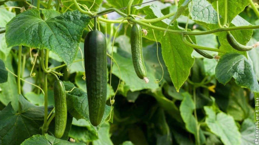 Uborka (Cucumis sativus) - Az értékes gyógy és tápláléknövény