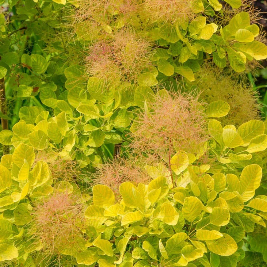 Cserszömörce (Cotinus coggygria)