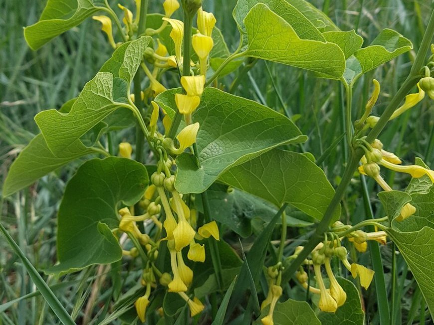 Farkasalma (Aristolochia clematitis)