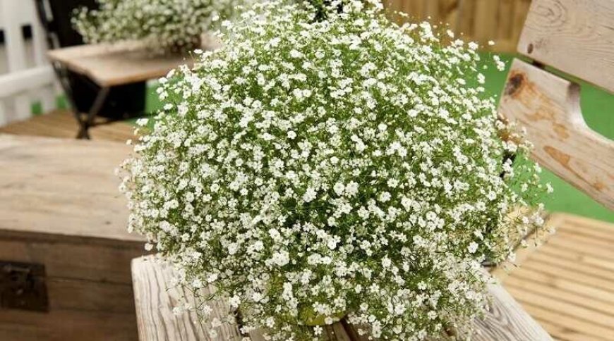 Fátyolvirág (Gypsophila)