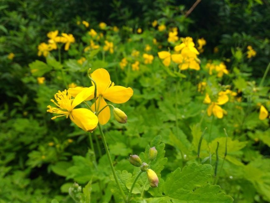 Fecskefű (Chelidonium majus)