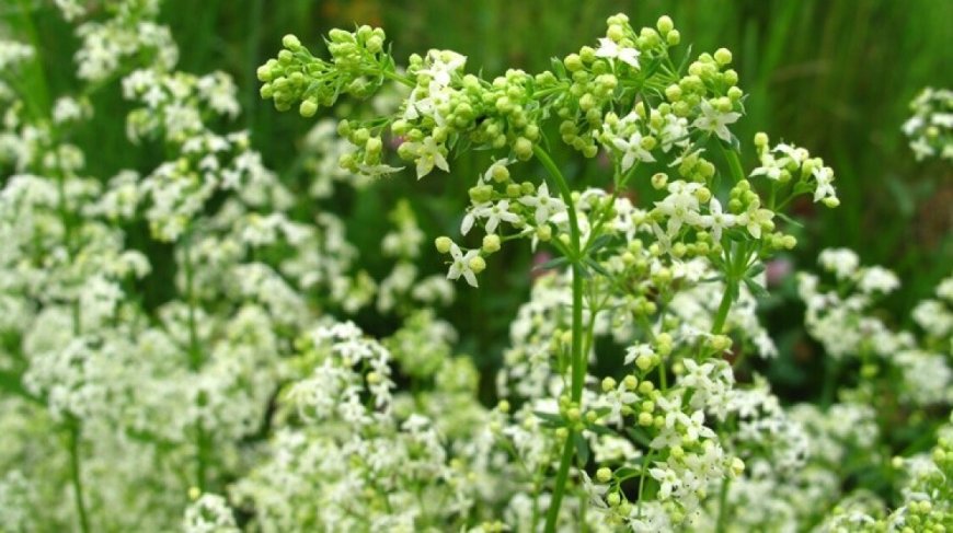 Galaj (Galium)