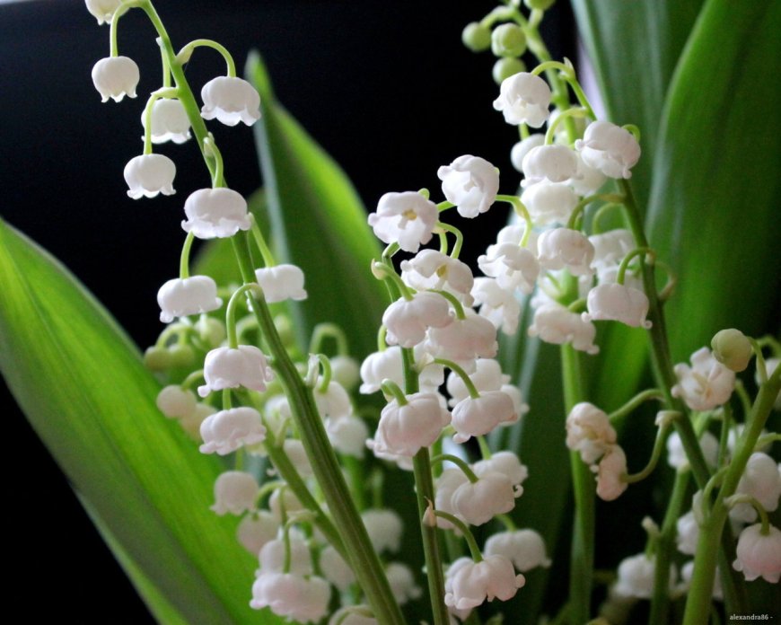 Gyöngyvirág (Convallaria majalis)