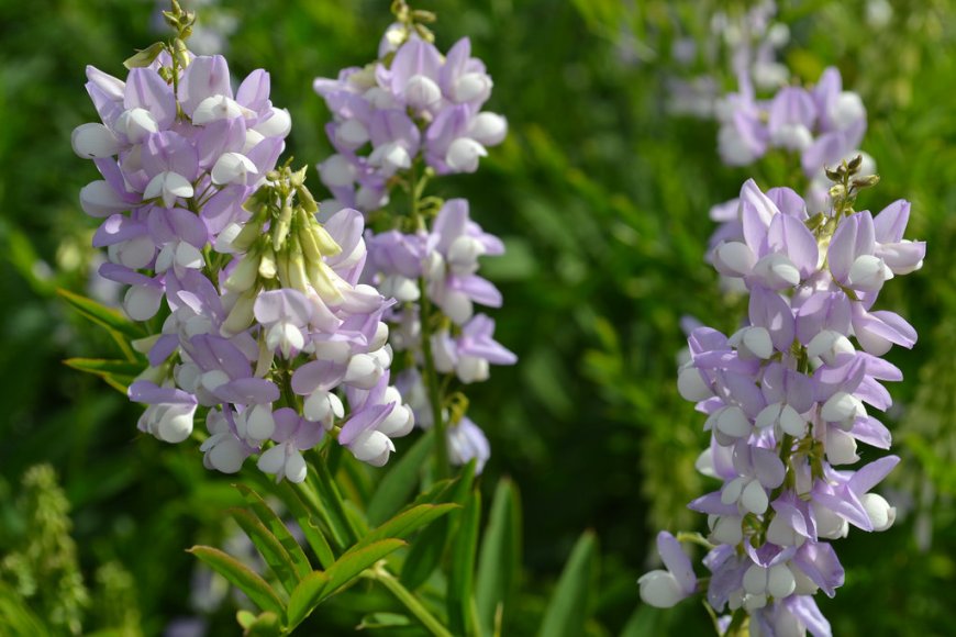 Kecskeruta (Galega officinalis)